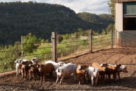 Granjas De Animales Sortir Amb Nens